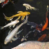 Gift Card -- Butterfly Koi