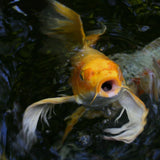Gift Card -- Butterfly Koi