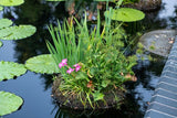 Floating Island -- Complete Kit