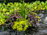Floating Island -- Complete Kit