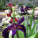 Pond Plant Design Workshop