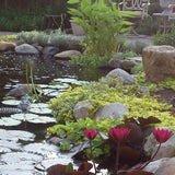 Pond Plant Design Workshop