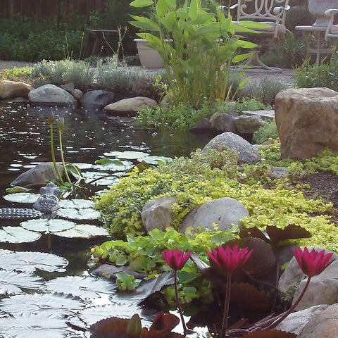 Pond Plant Design Workshop