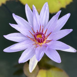 Tropical Water Lily