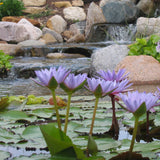 Tropical Water Lily