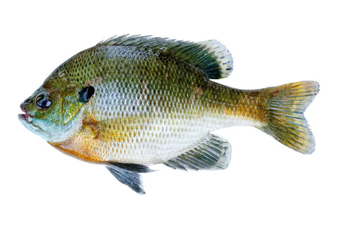 Bluegill Pre-Order for Store Pick Up