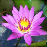 Tropical Water Lily