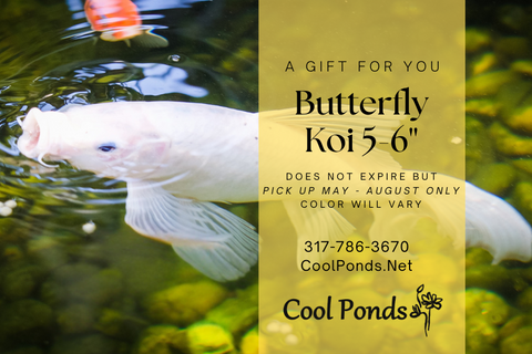 Gift Card -- Butterfly Koi