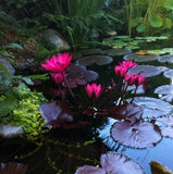 Tropical Water Lily