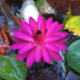 Tropical Water Lily