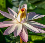 Tropical Water Lily