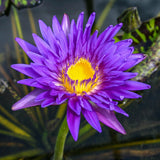 Tropical Water Lily