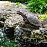 Turtle on Log Spitter