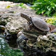 Turtle on Log Spitter – Cool Ponds