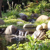 Pond Plant Design Workshop