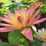 Tropical Water Lily