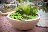 Container Water Garden Demonstration